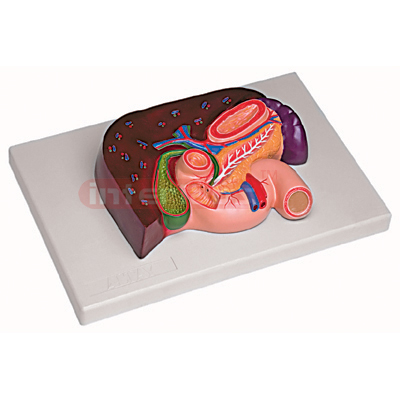 Interlabs? Digestive Organ Section 1 Pc